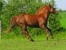 Saphyre et tout sa splendeur