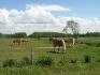 Ferme Rosdi