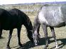 mes chevaux au pacage