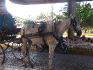 Mesdames,Messieus..voici un cheval cubain !!.