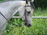elle a laire d'un cheval de dressage la decu XD