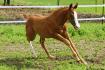 Expensive Yoyo, poulain Qh de 1 mois.
