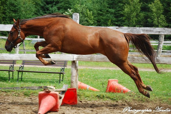 Chips qui samuse a sauter en liberté! Léger overjump!