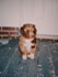 Bébé chien