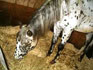 mon nouveau cheval(oreo)