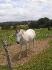 mon cheval lord^^