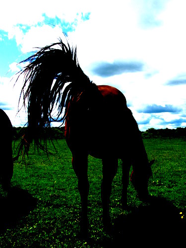 Pâturage. la vie au paturage