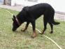 Altaïr ma chienne