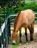 cheval de przewalski du zoo de granby :)