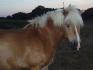 Hussard poney trop sympas de mon club