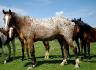 C'est le cheval de ma maman. Cette photo date de quand il été...