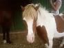 Il est vraiment trop beau ce poney !! jtaime...