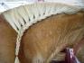 La tresse que jai faite au gros Champion !!! Je suis full fiere...