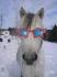 mon cheval avec ses lunette