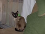 Chat siamois