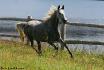 tenessee Walking Horse, race que je connaissait...
