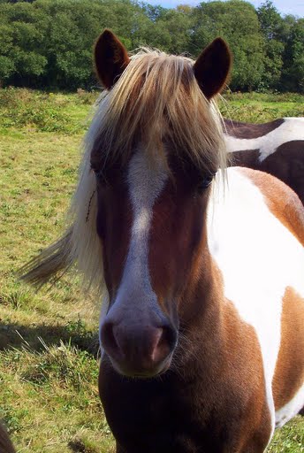 Galop, oeil. Jumbo, un fan du galop. Et regardez, il a les yeux bleus !!