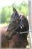 Pirate, hongre Standardbred de 12 ans.