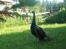 Mon ti male paon ( 2 ans )