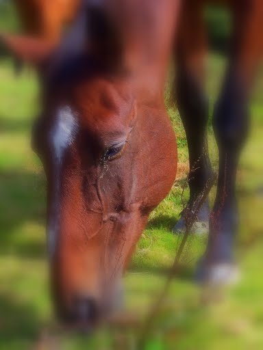 Un beau portrait d'Ushu