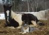Rubis et Yankee!! Trop cute!!
