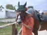 Première semaine avec mon cheval .... on...