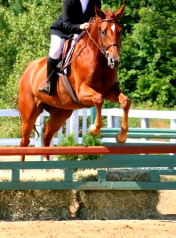 Jument, selle français, trakehner. Ma Nouvelle Monture Pour Les Prochains Mois À Venir, Lhassa De...