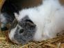 white le plus calme des cochon d inde!!!