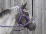 Fancy et son nouveau licol mauve