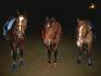 gib,fifi et lutin