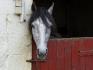 Saphir
