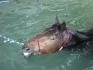 un cheval dans la piscine 