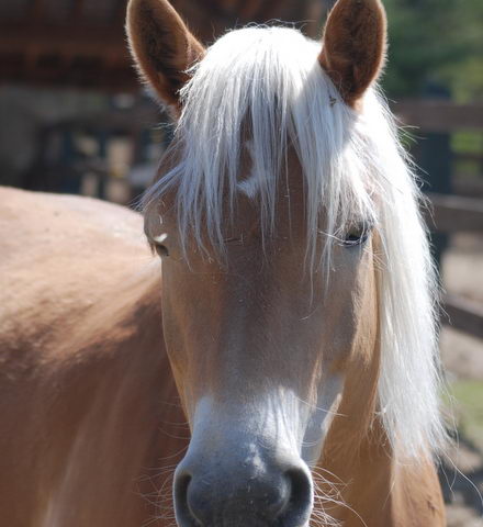 moi-j-aime-a-faire-des-clins-d-oeil-ma-ma-tresse-photos-de-chevaux