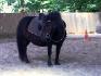 Miny Pony=Lolita