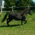 Junior, mon poney :)