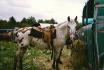 Cet appaloosa a appartenu à mon grand-papa, a été...
