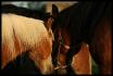 Tendresse...Serena, Candance et Paradox