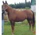 nelly ma jument QH X  ?