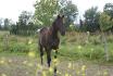 Un cheval noir dans son pr&eacute;!