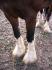 Belles pattes d'une Clyde, la DP a mon conjoin