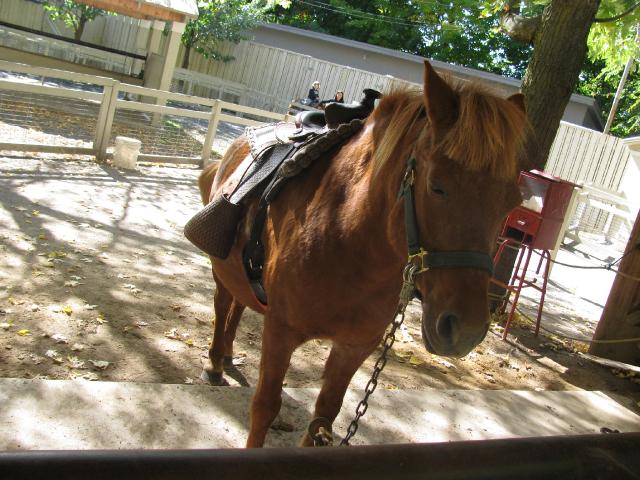 Cheval au zoo de granby, il fesais vraiment pitié !! :(