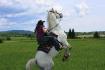 Mon étalon Sylver Moonlight Ranch T-Boucly