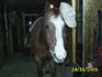 Cheval avec casquette