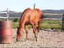 voici Chikita ( ou Easy Sun ) qui fouille encore partout !! 