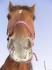 Le gros nez curieux de Magic