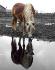 sunshine et son reflet