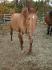 Memel &Eacute;talon Qh !