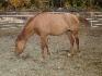 Le beau Memel &eacute;talon qh !
