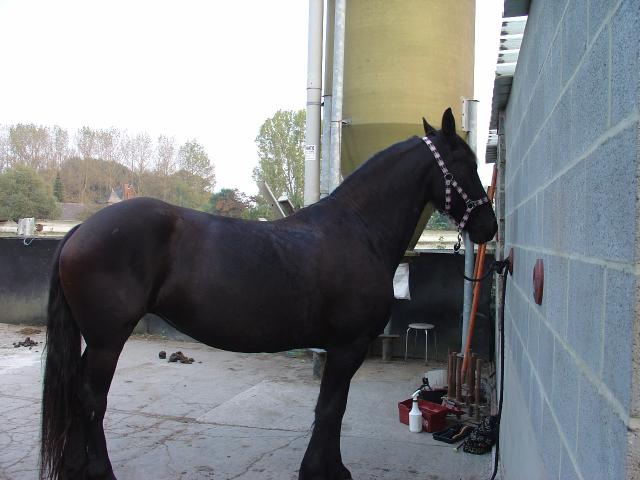 Frison. L'amour de ma vie ... ma belle et temdre frisonne ^^