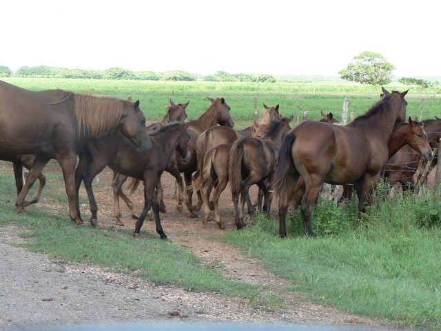 Quarter horse. Une orte chevaux sauvage qui se promenait dans la rue a Moron...